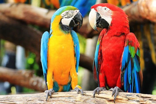 What Should Be In Your Parrot’s First Aid Box?