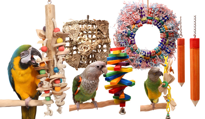 Creating an Enriching Environment for Your Parrot: Toys, Activities, and DIY Projects