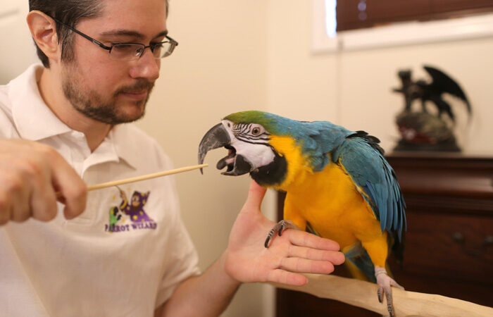 The Science of Parrot Communication: Understanding Their Vocalizations and Body Language