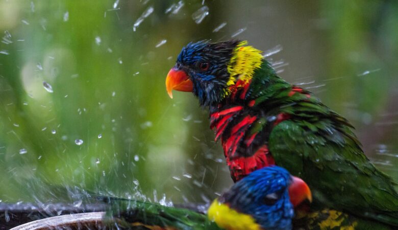 Getting Your Parrot To Bathe